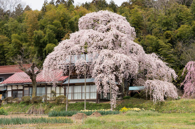 2017.4.17<br />横田陣屋御殿桜-須賀川市。<br />樹齢300年。<br />個人のお宅です。