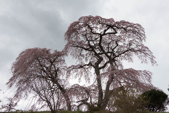2017.4.19<br />この日は一日、三春町の滝めぐりでした。<br />街中ではなく、街の外の桜。<br />観光所に分かりやすいパンフがあるので、それを見ながらめぐることにしました^^<br />戸ノ内桜-三春町。<br />樹齢200年。