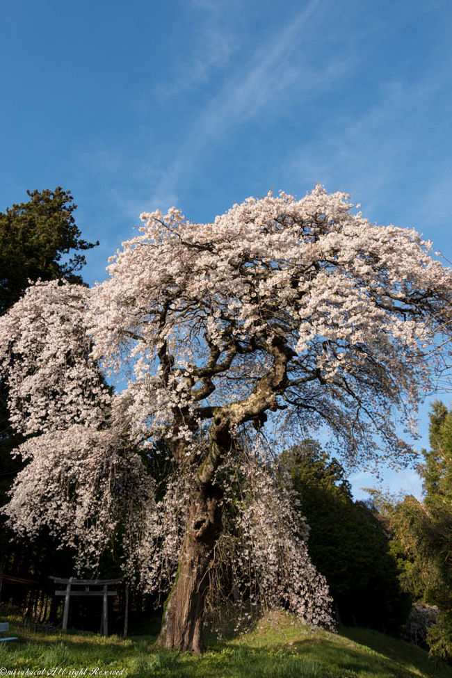 2017.4.27<br />大雷神社のしだれ桜-田村市滝根町。<br />推定樹齢350年。<br />Pなし。