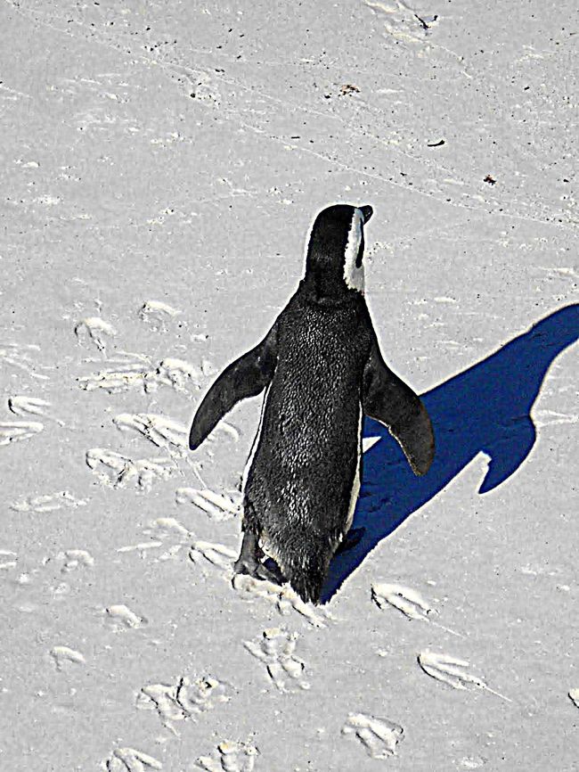 自然の ペンギン と一緒に泳げる美しいビーチ ケープタウン 南アフリカ ケープ半島周辺 南アフリカ共和国 の旅行記 ブログ By Satoshi Sanさん フォートラベル