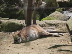 ワラビー
暑いお国の動物なのに暑さにだれているのかな？