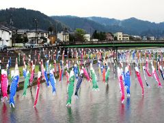加茂は越後の小京都と呼ばれる町です。
町の中を流れる加茂川には、たくさんの鯉のぼりが泳いでいました。
