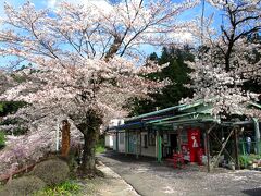 浦山口駅の周辺は桜が満開で、なんとも風情ある風景でした。