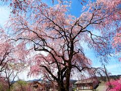 長泉院から歩いて8分ほどの清雲寺も立寄りました。
こちらも紅しだれが満開でしたが、本命のしだれ桜はすでに終わっていました。
紅しだれの見頃は1週間遅いようですね。