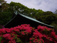 法華経寺のツツジ