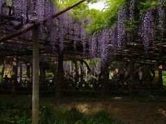 藤の牛島、藤花園の大藤