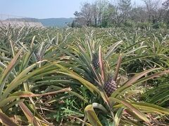 チェックアウト後は、ホテルのパッケージに含まれてた、川平湾のグラスボートに向かいます。
だいたいクルマで30分ぐらい。

途中、底原ダムの近くでパイナップル畑があったのでパシャリ。