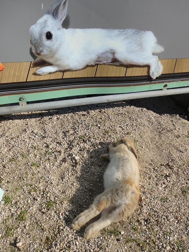 うさぎの楽園 大久野島で癒やされた１泊２日 ２日目 午前中はうさぎと遊び 午後はアヲハタ 株 工場見学 ジャム作り体験 竹原 広島県 の旅行記 ブログ By ちゃみおさん フォートラベル