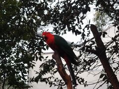 隣接している動物園。
ワイルドライフ・シドニー動物園（Wild Life Sydney Zoo）