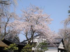 あくる日、早起きして桜見物です。
