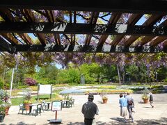 花の文化園、エントランス・・・　　年間パスを購入、３年目に突入しました。

早速　藤棚です