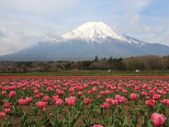 ここでは、チューリップと富士山
