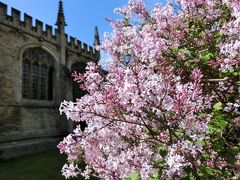 満開のお花（ライラックかな！？）越しの「聖メアリー教会 University Church of St Mary the Virgin」