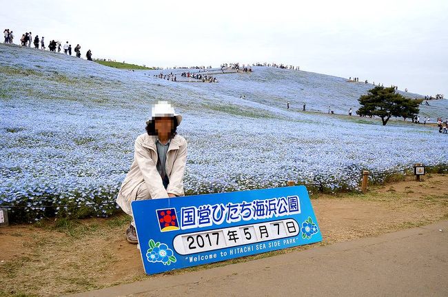 団塊夫婦の欲張りな花巡りドライブー ２ ちょうど見頃だったネモフィラ ひたち海浜公園 ひたちなか 茨城県 の旅行記 ブログ By Miharashiさん フォートラベル