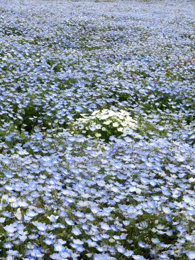 団塊夫婦の欲張りな花巡りドライブー ２ ちょうど見頃だったネモフィラ ひたち海浜公園 ひたちなか 茨城県 の旅行記 ブログ By Miharashiさん フォートラベル