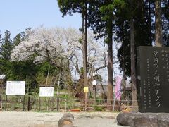 長井市に入り　置賜さくら回廊巡りスタート
１、草岡の大明神ザクラ
樹齢約１２００年　樹高14メートルのエドヒガン