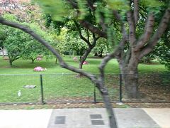 「フォスター植物園」に急にピンクの虫？オブジェが出現。
何事かと心配したが、草間彌生先生の作品「Footprint of Life」ということだ。