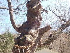 殺生石から隣り合わせにある温泉神社。霊験あらたかそうなご神木。
抱きしめていただきました。