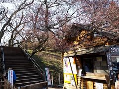 時刻はまだAM8：00前



クラブツーリズムのツアー客は公園内に入って行きます。
今年は開花が遅れているのでまだまだ蕾です。

仕方ありません、私達も公園に入って一回りして来よう！

駐車料金700円は戻ってこないし！