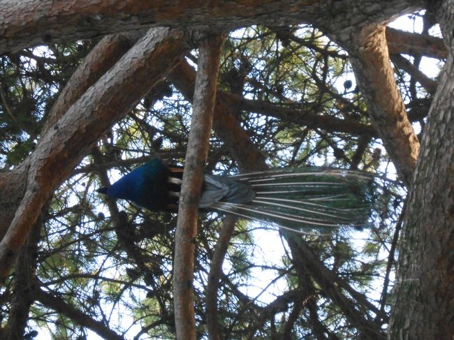 サン・ジョルジェ城の歴史は紀元前ととても古くその時その時の支配民族の要塞として活躍したものと思われる部分がいたるところに現れている<br /><br />たぶんお城好きの人であれば一日居ても飽きない場所<br /><br />この木にはクジャクが４羽かなり高い枝に止まっていた<br />クジャクが空を飛ぶ姿はかなかな想像できないけれど・・・