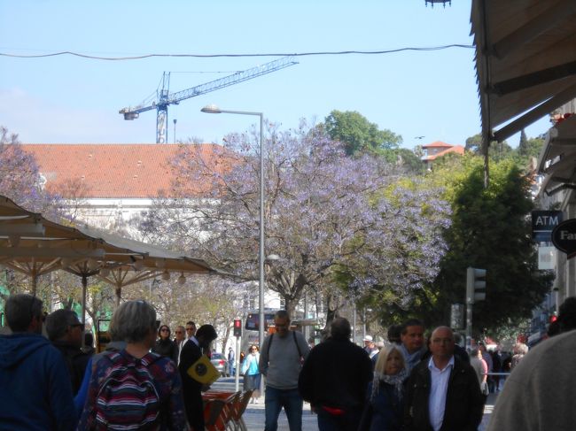 突然ジャカランダの花が見えてきた<br />そうだ・・5月6月はジャカランダの花の季節<br /><br />5年前は9月に訪れたポルトガルで<br />マデイラ島だけが9月でもジャカランダの花が咲いていて<br />それはそれは見事なものだったけれど<br />戻ってから友人になったポルトガルの人が送ってくれた写真は<br />5月にリズボンで写したそれには心を奪われるほどの美しいジャカランダが満開だったとを思い出した<br /><br />今はまだ3分咲きから4分咲きくらいかな?<br />満開のイメージに思いをはせて・・・次にはやっぱり6月に来ようと思った<br /><br />ということは、2年後の私たちのカミーノ巡礼は6月スタートとなるかな?