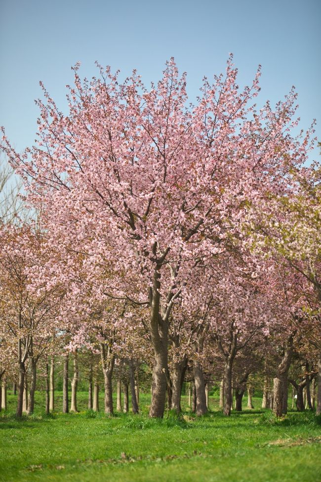今日の狙いは桜。Ｇ／Ｗに北海道地方が桜が満開になるってことで、行ってきました。札幌市内（円山公園とか）は前日までの暑さで完全に散ってしまっているとか。急遽その他を探してこちらの公園を訪ねて見ましたが、咲き具合としては少し遅めだったかな。２０００本以上の桜が植えてあるそうです。