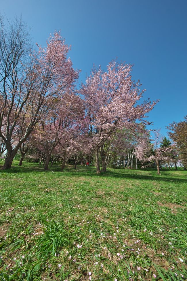 こちらはだいぶ散っており風で桜吹雪状態でした。