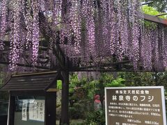 修善寺から伊豆半島を横断する形で伊東　林泉寺へ

林泉寺の藤は静岡県の天然記念物に指定されています。

