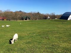 旦那が息子を動物とふれあいさせたいというので蔵王ハートランドにも立ち寄りました。
羊、ヤギなどが放牧されていました。
息子と同サイズの子ヤギがいてかわいかったです。