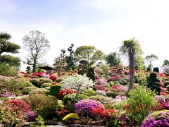 大桑原つつじ園

春爛漫の世界には ツツジ、シャクナゲや芍薬・牡丹、八重桜、藤の花、蝶が舞います。