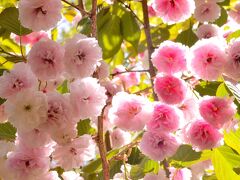 大桑原つつじ園

八重の桜 も満開

日光に透かされた花びら