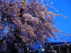 最後に着いた道の駅、朝日。桜満開。