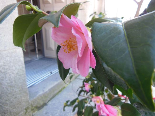 突然ですが、この時期ポルトの街のあちこちに、椿の花が美しく咲いています。<br /><br />椿って、ヨーロッパにもあるのか～、なんて思ってましたら、<br />ポルトガルでの呼び名は、なんと「Japoneira」。<br />そう、日本から伝来したものらしいですよ！