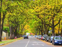 まずアロータウンまで車で行き、ここから自転車でワイナリーに向かいます。
アロータウンは紅葉がきれいで有名な街で、私たちが行った頃も並木道が黄色に染まっていました。