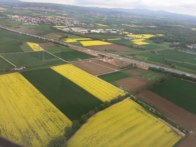 菜の花畑が素敵です。