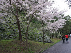 ●桜＠和歌山城

公園内に入って来ました。
天気悪いですが、観光客は多かったです。