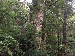 食事した場所からすぐのところに大王杉があります。

樹齢が３０００年です。縄文杉は、科学的に証明できる範囲は、樹齢２１７０年だそうです。これが正しければ、大王杉が最も古い屋久杉だそうです。
