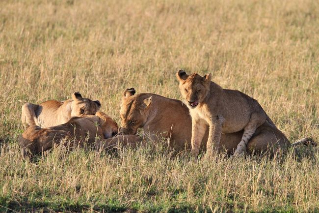 サファリって面白いの その4 食卓拝見編 マサイマラ国立保護区周辺 ケニア の旅行記 ブログ By ほいみさん フォートラベル サファリって面白いの その4 食卓拝見編 マサイマラ国立保護区周辺 ケニア の旅行記 ブログ By ほいみさん フォートラベル