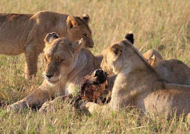 サファリって面白いの その4 食卓拝見編 マサイマラ国立保護区周辺 ケニア の旅行記 ブログ By ほいみさん フォートラベル サファリって面白いの その4 食卓拝見編 マサイマラ国立保護区周辺 ケニア の旅行記 ブログ By ほいみさん フォートラベル
