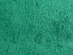 グラスボートは、珍しいサンゴのポイントまで連れて行ってくれてみせてくれる。
