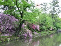 高崎城跡の堀にて
巨大ツツジが満開。桜の新緑が覆い被さり、春は絶好のお花見ができそう。