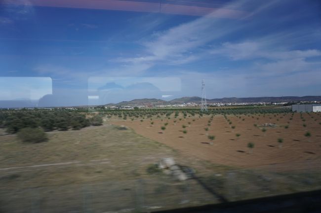 車窓に続くオリーブ畑