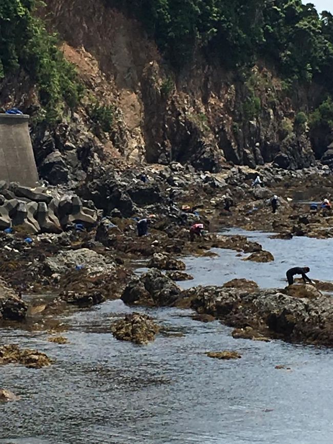 町の人々が総出ですね。<br /><br />ひじきってとてもお金になるそうです。相差の海は海流のおかげで美味しいひじきが採れるからだとか。たくさん採れますように。