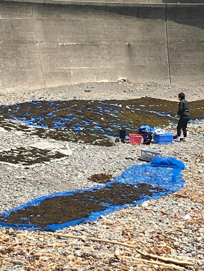 こんな風に広げられていました、ひじき。<br />まだ茶色。