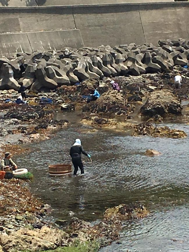 海女さん♪<br />113人だか133人だったか忘れちゃいましたが、これくらいの数の海女さんがここ相差にはおられるそうです。後継者がいないとおっしゃっていました。