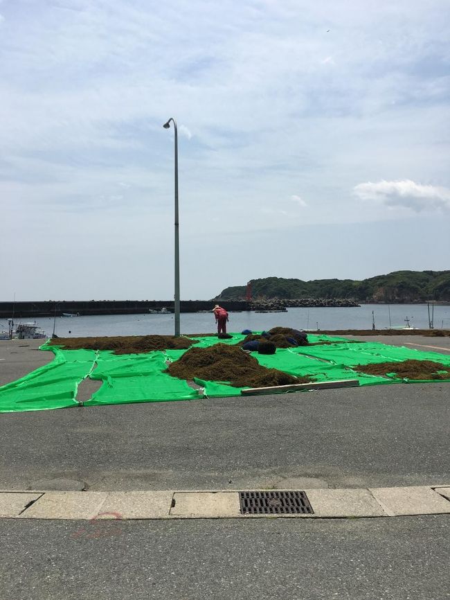 このシートいっぱいのひじきが採れるんでしょうね。