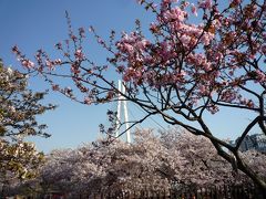 桜の向こうに見えるのは川崎橋です。
、藤田邸跡公園や藤田美術館の対岸に造幣局があるので、
川崎橋を渡って造幣局へ向かいます。
この橋、歩行者専用の橋で、まるで鷺が羽を広げたような優美は形です。
青空に白い橋、桜と素晴らしい景観です。
