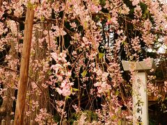 金剛峯寺ではしだれ桜がお出迎え。