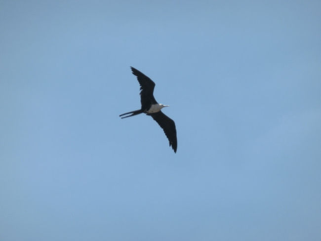 空を飛んでいる鳥はカモメ・・・ではないです。