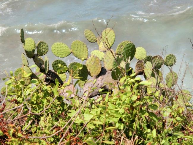 丘の斜面にサボテンが生えています。「メキシコ＝サボテンの生えている所」という脳なので、思わず写真を撮ってしまいました。